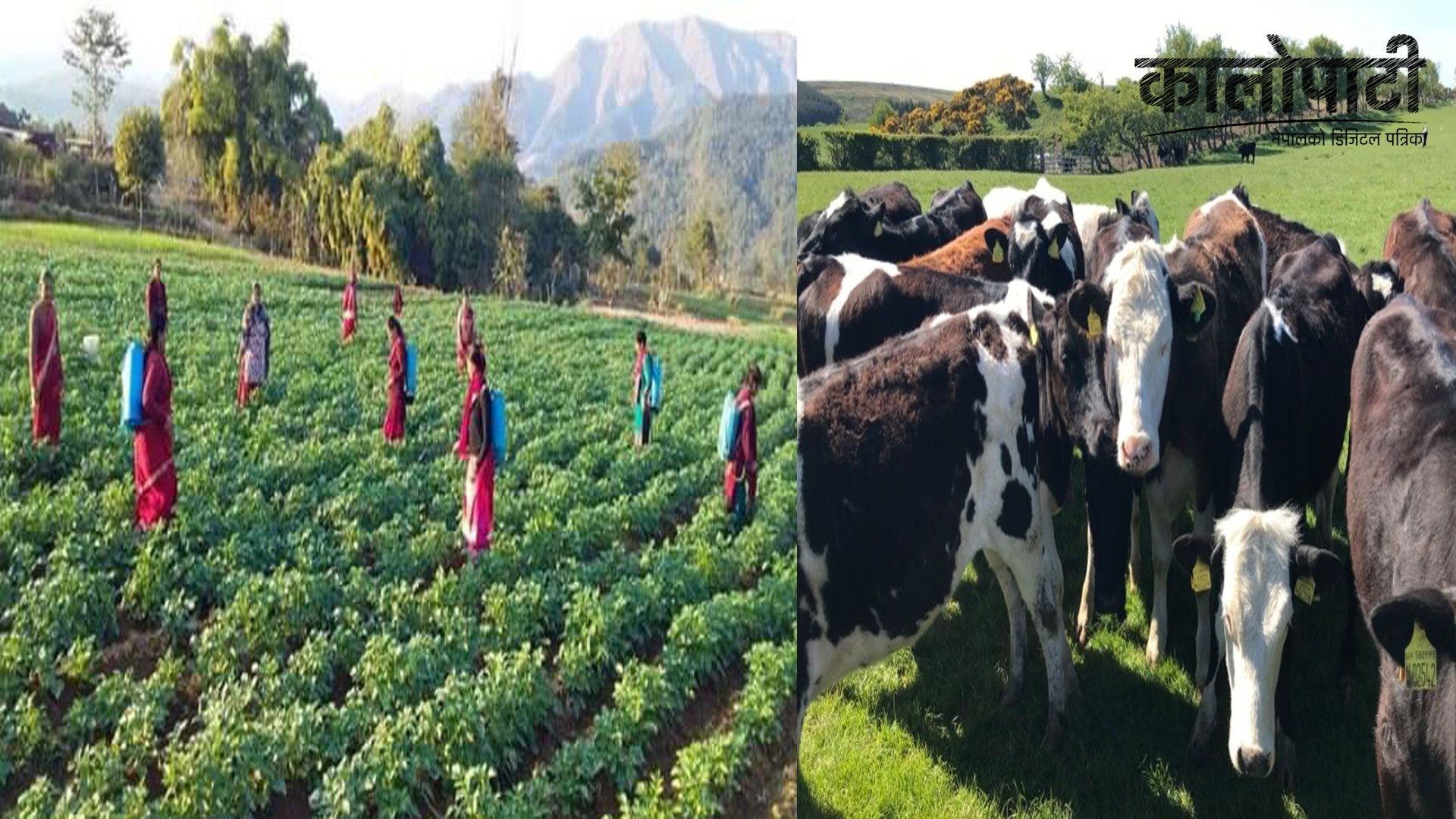 ग्रामीण क्षेत्रका महिला कृषि र पशुपालन व्यवसायमा आत्मनिर्भर