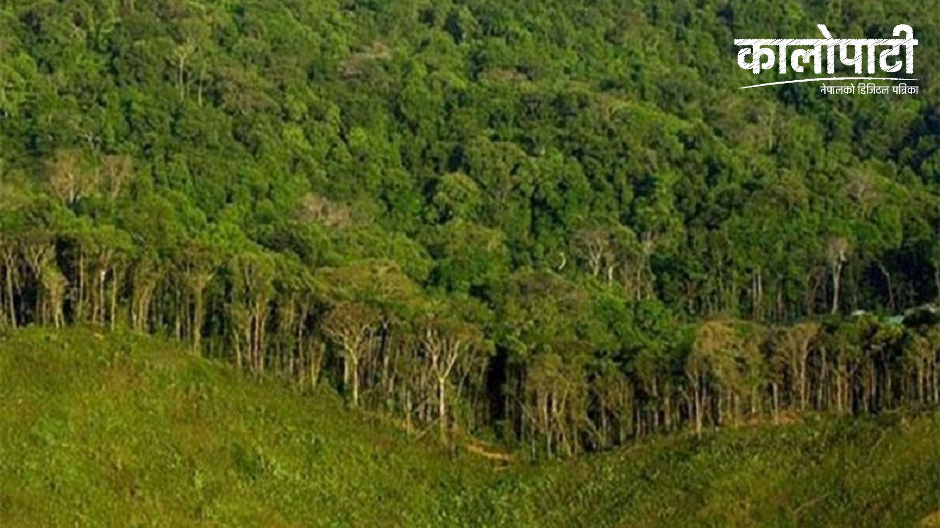 मकालु बरुण राष्ट्रिय निकुञ्ज क्षेत्रबाट अवैध वनस्पति बरामद