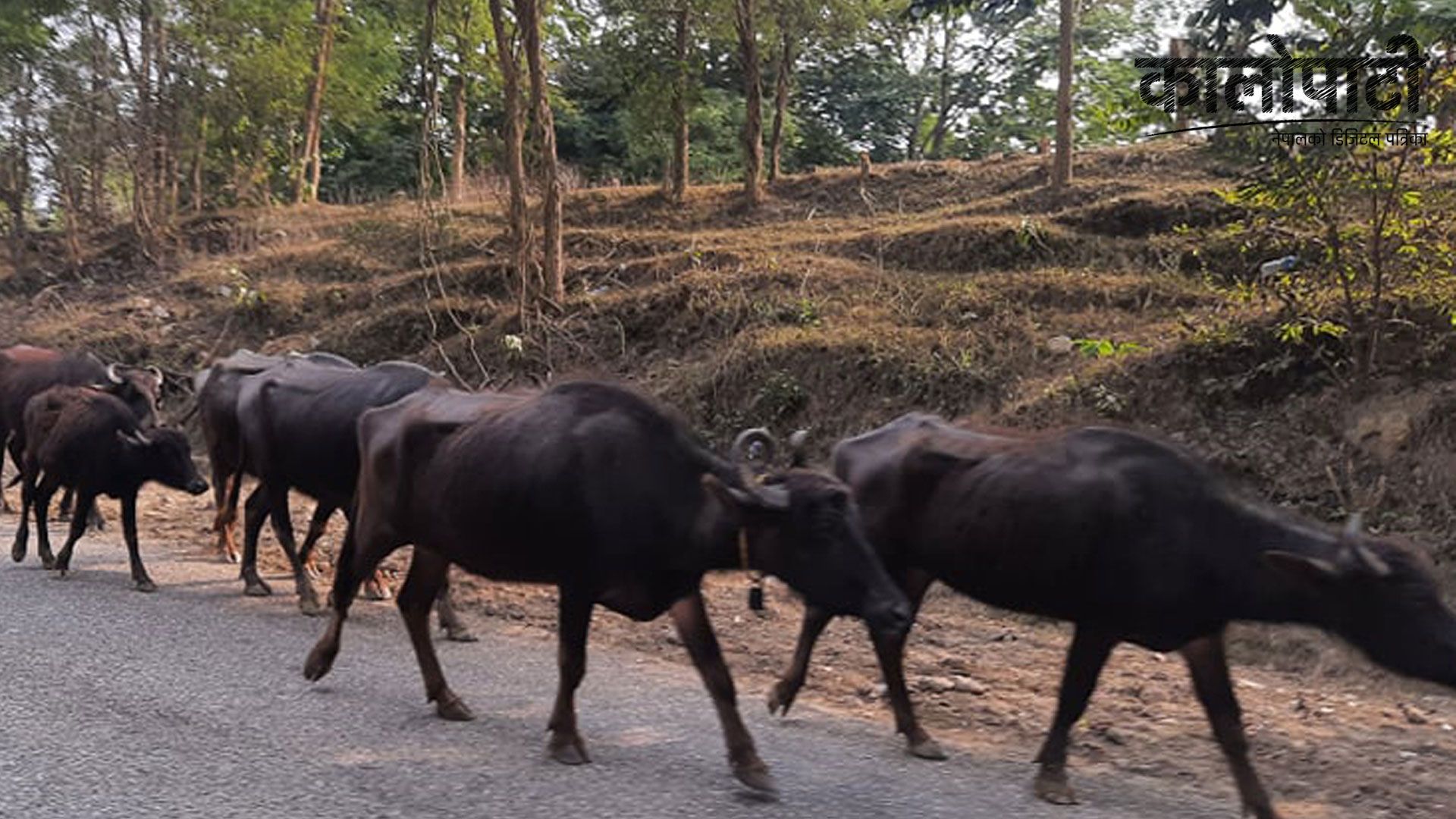 भैँसी सुत्केरी भत्ताले  किसान भैँसीपालनमा आकर्षित, दूध उत्पादनमा दोब्बरले वृद्धि