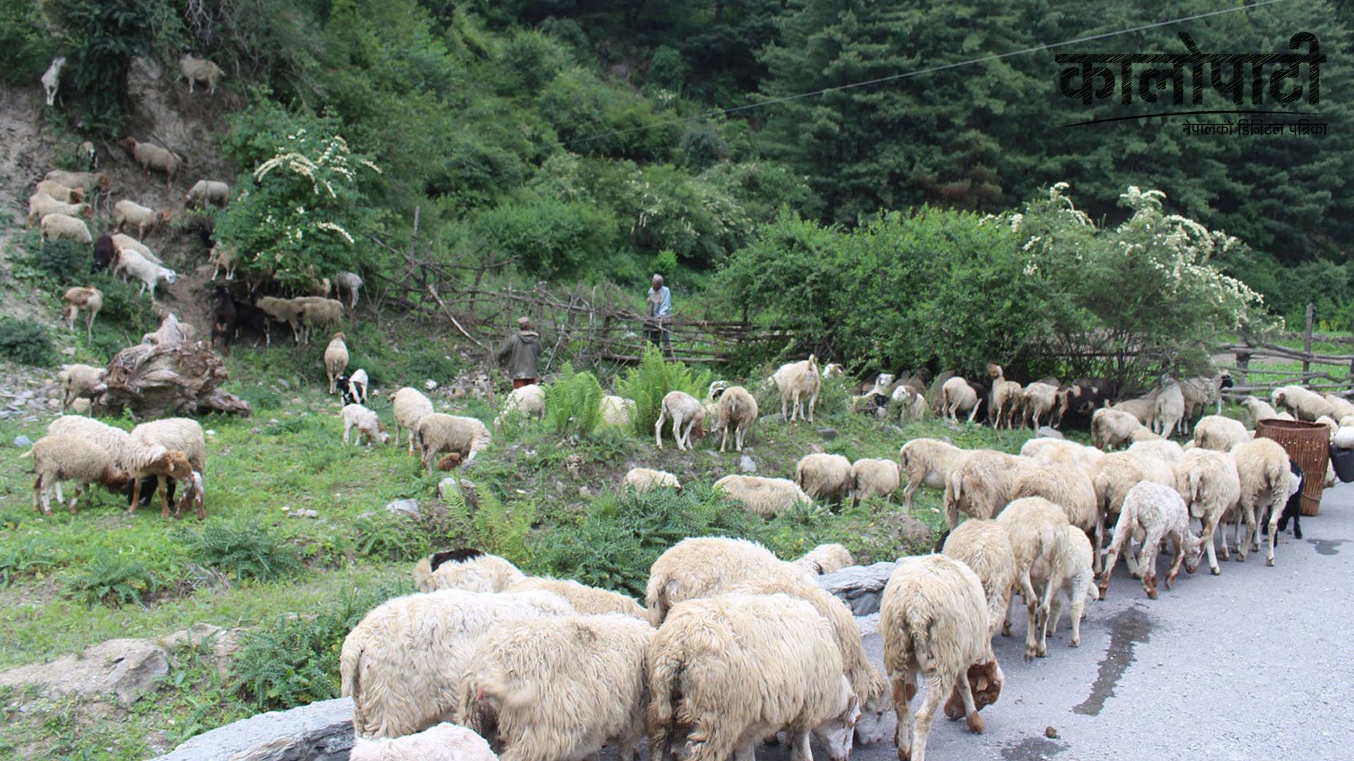 रुकुमपूर्वमा भेडी गोठाला भेडाको बथानसहित उक्लिए पाटन