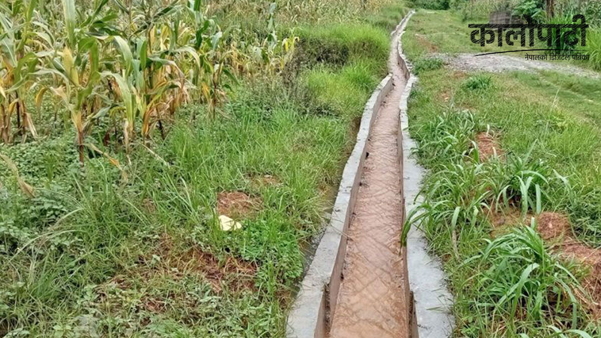 पाल्पामा सिँचाइले फेरिएको जीवनशैली : बाँझो खेतमा  अन्नपात फलदा किसान हर्षित