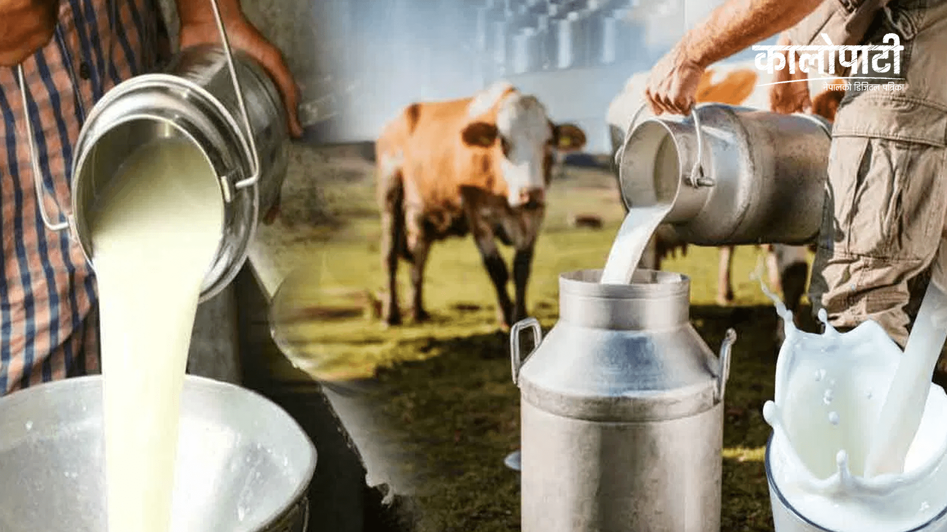 भरतपुर महानगरपालिकाद्धारा १० हजार किसानलाई दूधमा अनुदान दिँदै