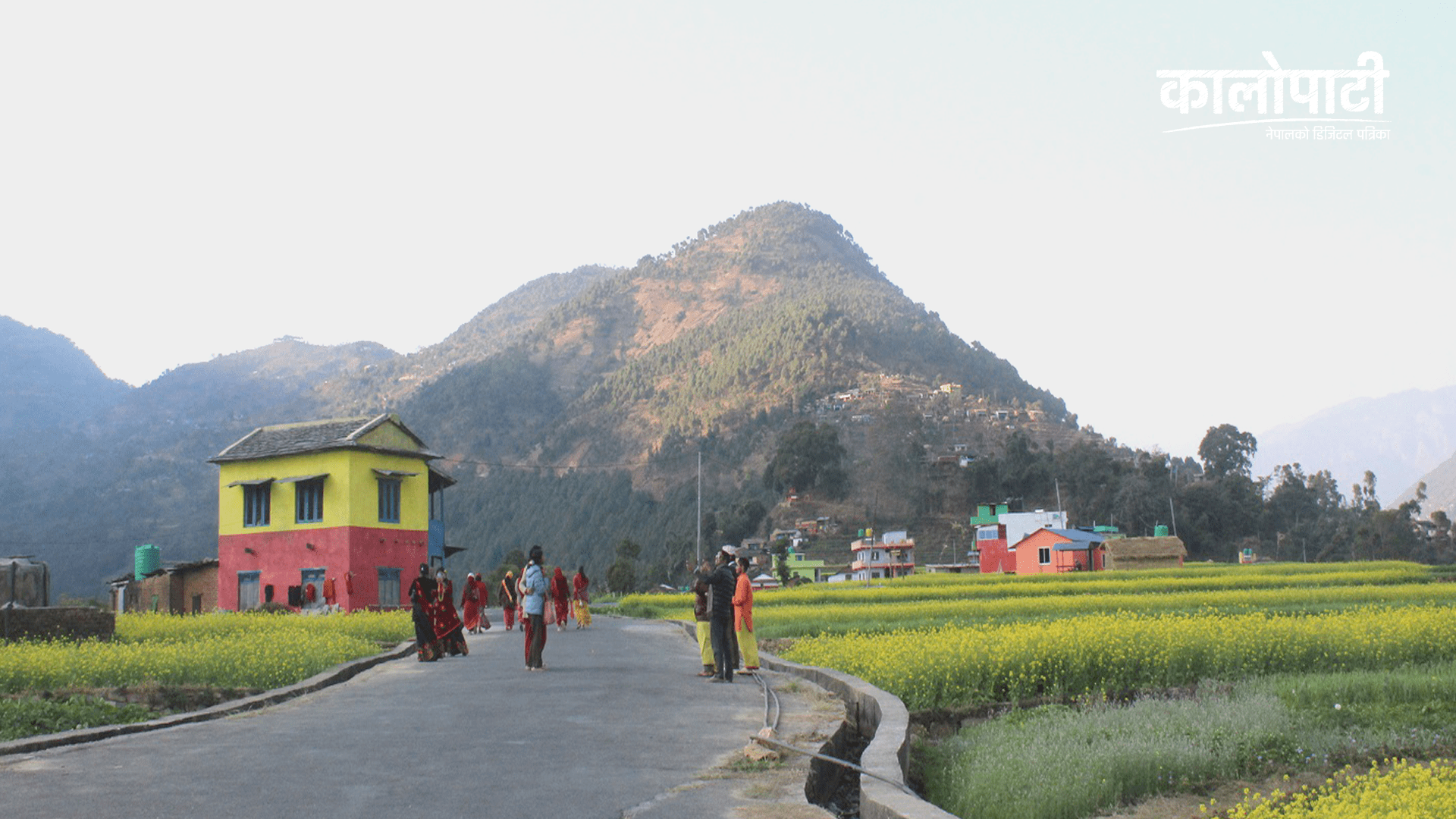 सामाजिक सञ्जालले चिनाएको म्याग्दीको रत्नेचौरको द्दश्य, तोरी फुल्ने याममा पर्यटकको आकर्षण बढ्दो