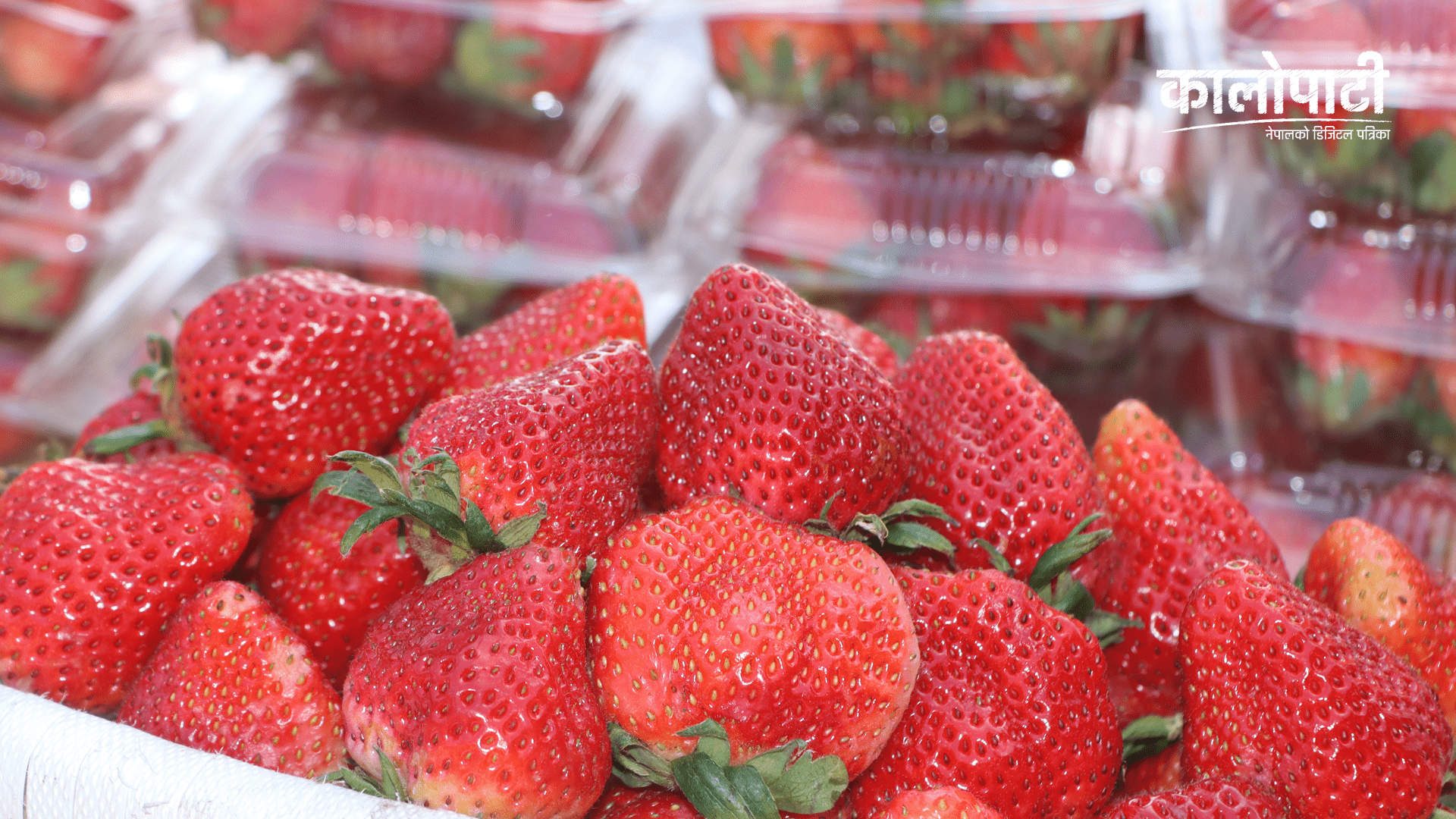 शुक्रबार स्ट्रबेरीको मूल्य बढ्यो, अन्य तरकारी तथा फलफूलको न्यूनतम मूल्यमा सामान्य घटबढ