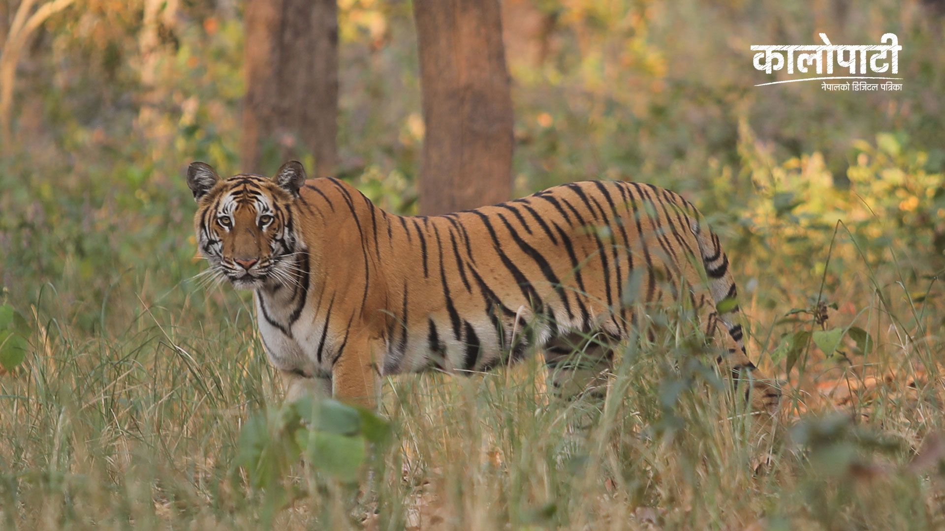 निकुञ्जमा बाघ देख्न पाउँदा पर्यटक खुसी